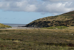 Plants found on coastal heathland Falkland Islands